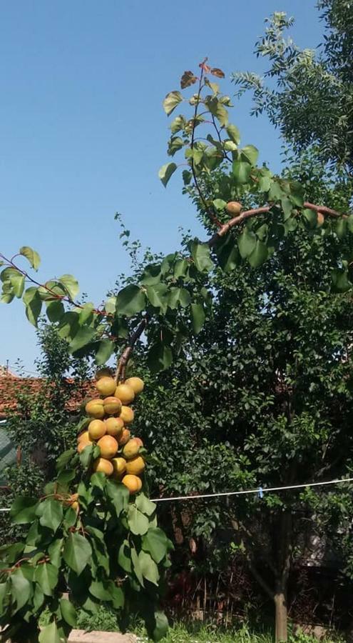 Casa Traditionala Ardeleana Madaras  ภายนอก รูปภาพ